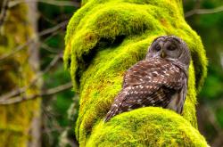 开云平台-独行侠战术压制辽宁队，欧文硬仗之王