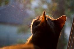 开云体育下载-绝杀之夜，恩佐·费尔南德斯如何从玻利维亚高原的阴影中崛起，成为皇马的关键先生